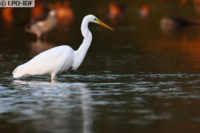 Grande Aigrette