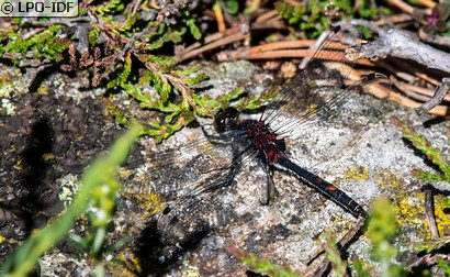 Leucorrhine douteuse