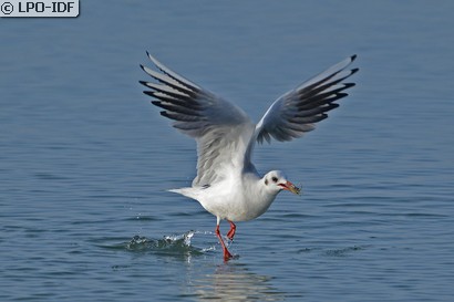 Mouette rieuse