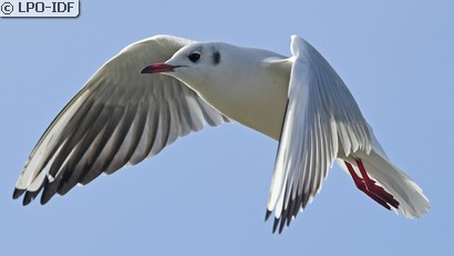 Mouette rieuse