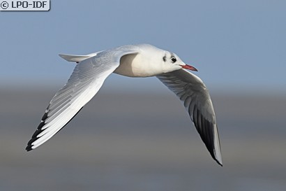 Mouette rieuse