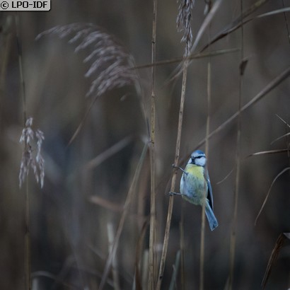 Mésange bleue