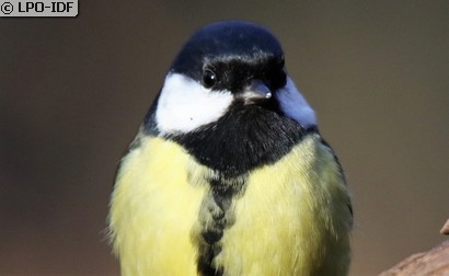 Mésange charbonnière