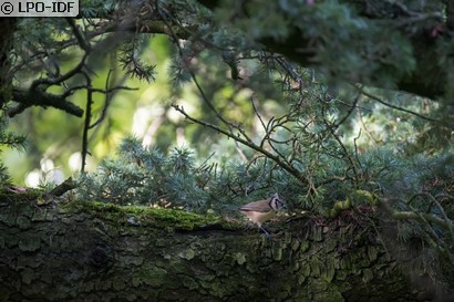 Mésange huppée