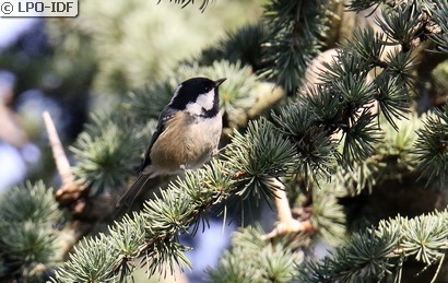 Mésange noire
