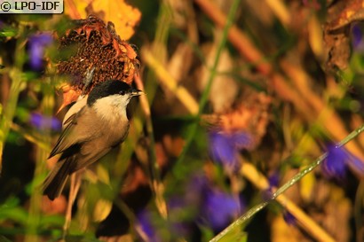 Mésange nonnette