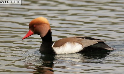 Nette rousse