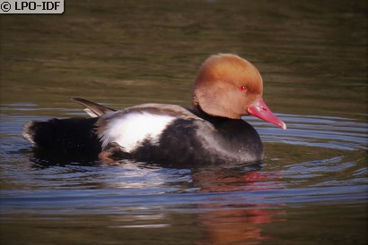 Nette rousse