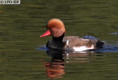 Nette rousse