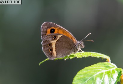 Ocellé rubané