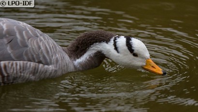 Oie à tête barrée