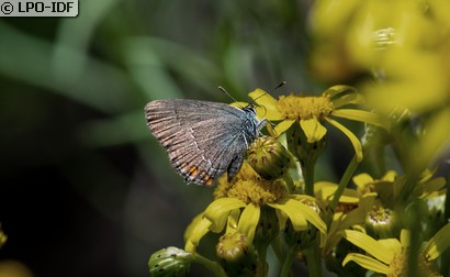 Thècle de l'acacia