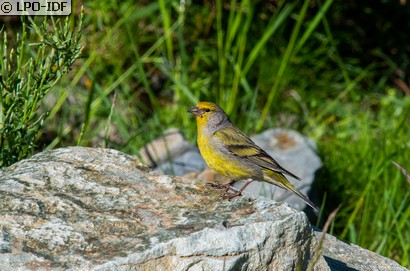 Venturon montagnard