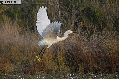 Aigrette garzette
