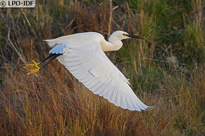 Aigrette garzette