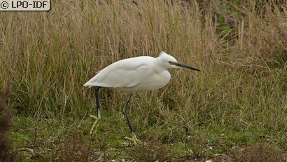 Aigrette garzette