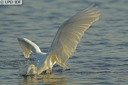 Aigrette garzette