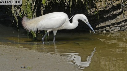Aigrette garzette