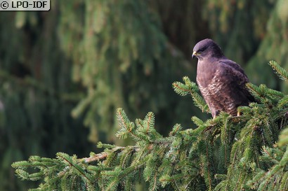 Buse variable