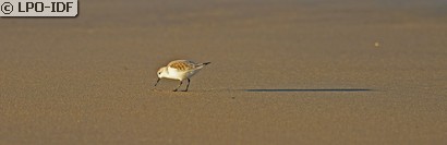 Bécasseau sanderling