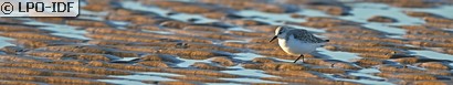 Bécasseau sanderling