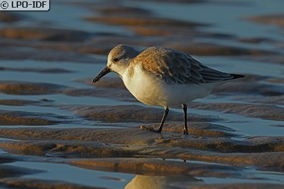 Bécasseau sanderling