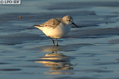 Bécasseau sanderling