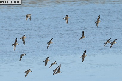 Bécasseau variable