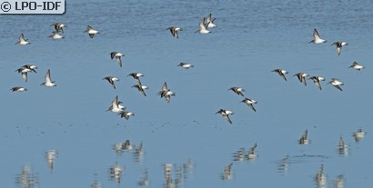 Bécasseau variable