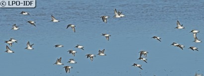 Bécasseau variable