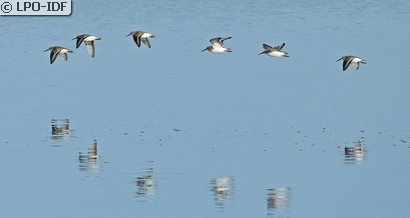 Bécasseau variable