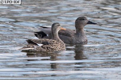 Canard chipeau