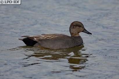 Canard chipeau