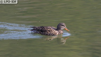 Canard chipeau