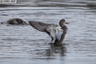 Canard chipeau