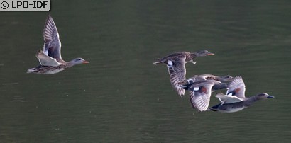 Canard chipeau