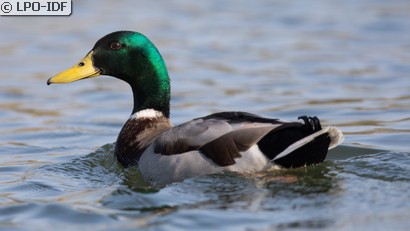 Canard colvert