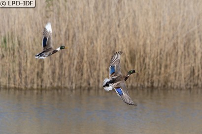 Canard colvert