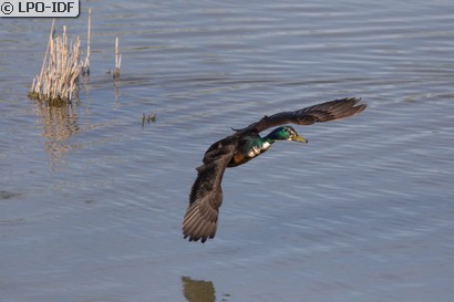 Canard colvert
