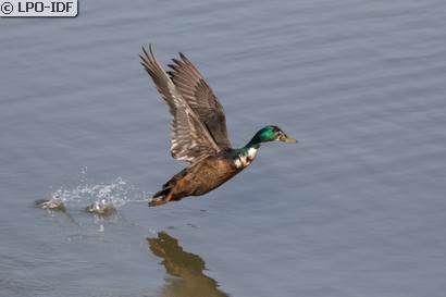 Canard colvert