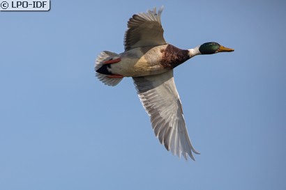 Canard colvert