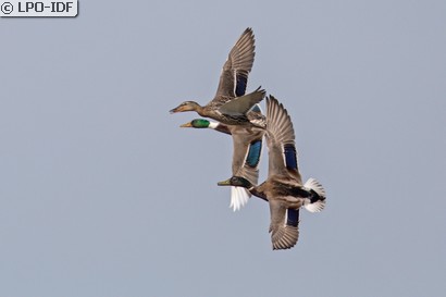 Canard colvert