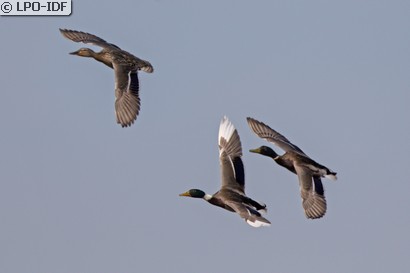 Canard colvert