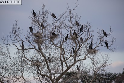 Grand Cormoran