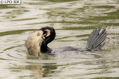 Grand Cormoran