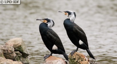 Grand Cormoran