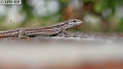 Lézard des murailles