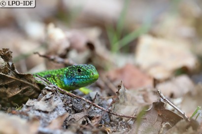Lézard à deux raies