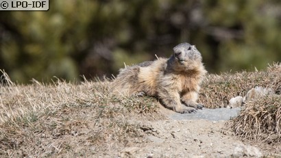 Marmotte