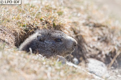 Marmotte